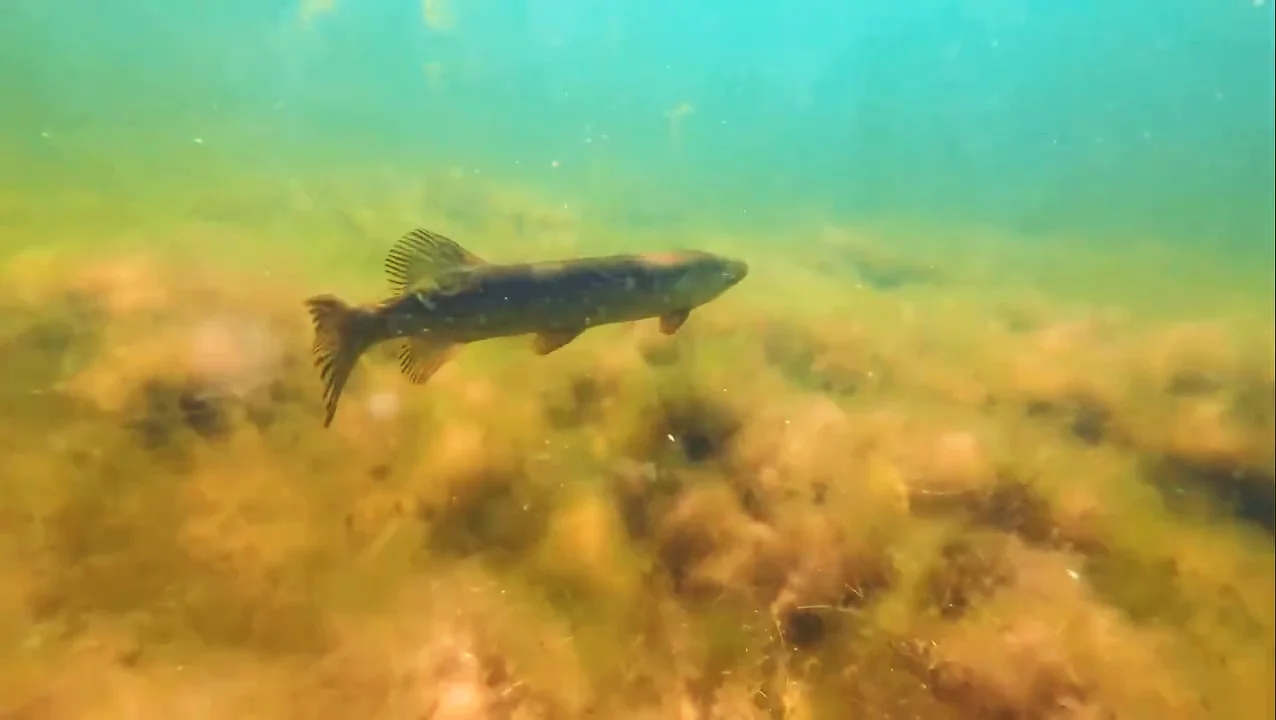 Hecht schwimmt im grünlichen Freiwasser über dem bewachsenen Grund des Jägerweihers