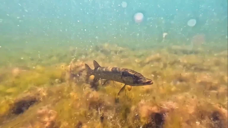 Hecht über Wasserpflanzen am Grund des Jägerweihers in Altrip