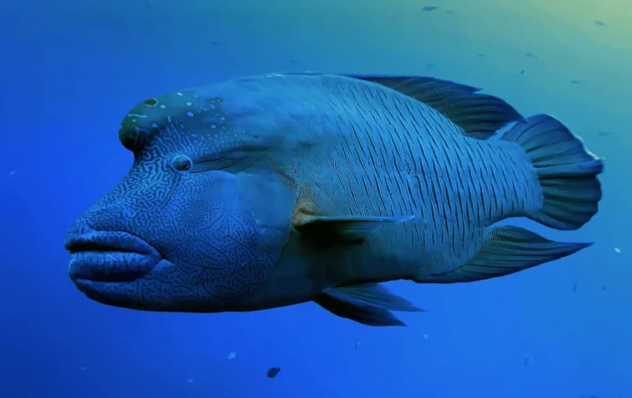 Napoleon-Lippfisch im Freiwasser
