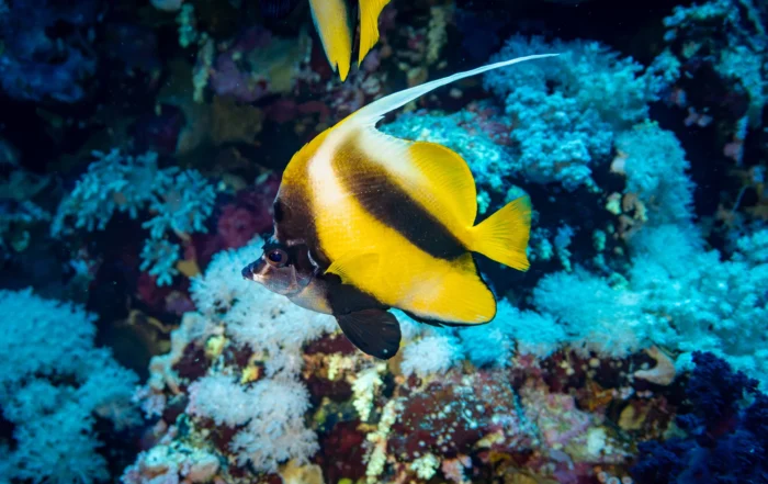 Rotmeer-Wimpelfisch vor Weichkorallen