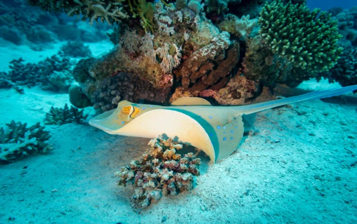 Blaupunktrochen am Riff im Roten Meer