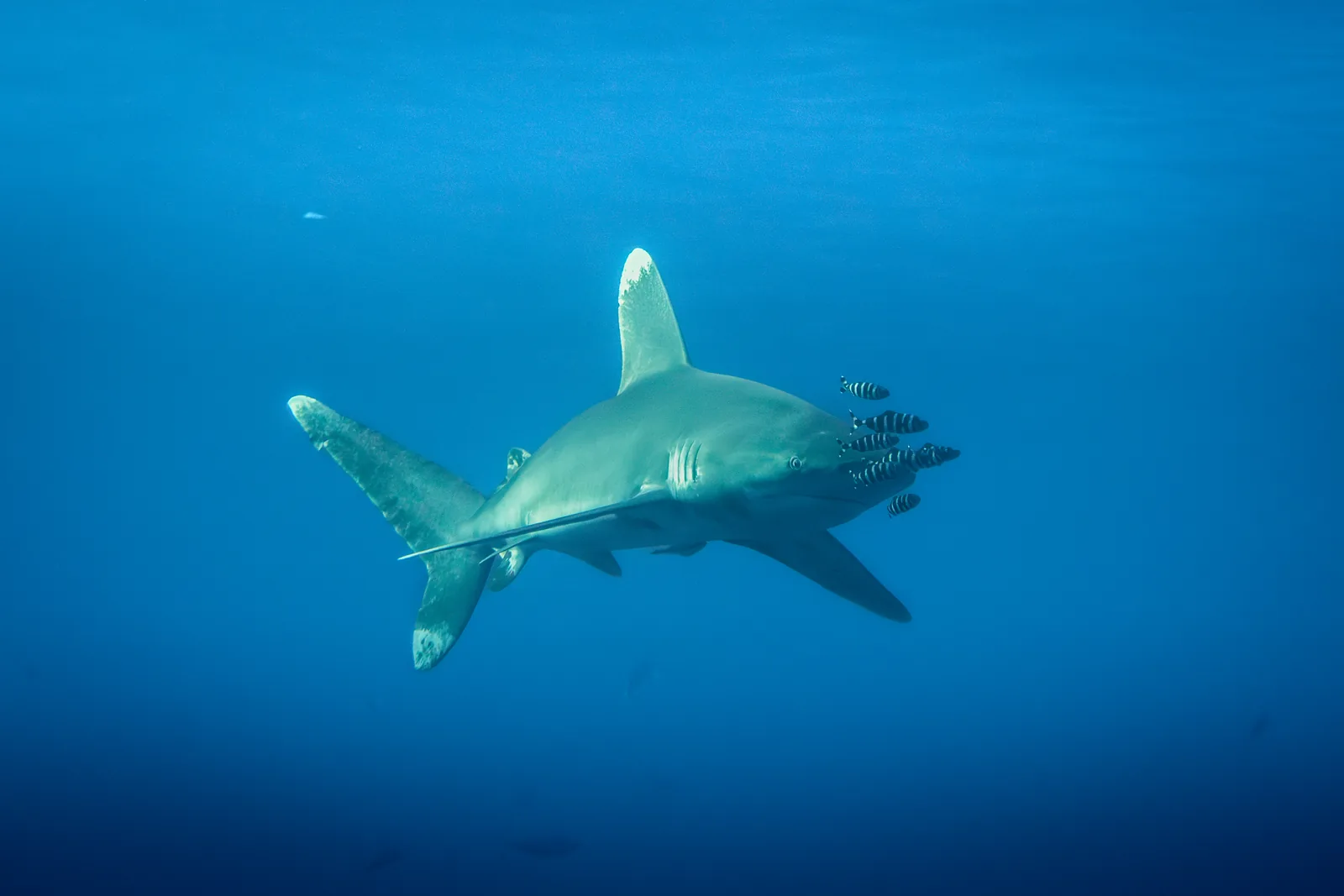 Weißspitzen-Hochseehai mit Pilotfischen an den Brother Islands