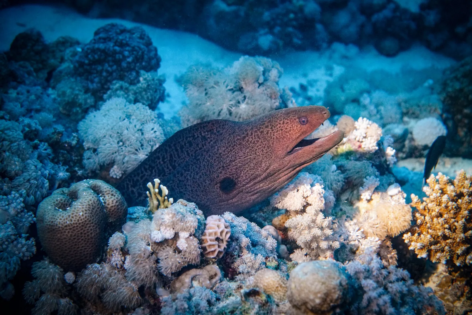 Riesenmuräne schaut aus ihrem Versteck zwischen Korallen